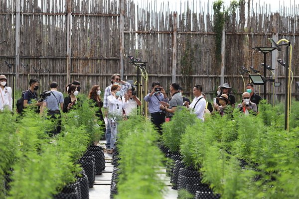 Nusa CSR Turn the Legend to Siam Cannabis Land Push Hemp Hemp Soft Power