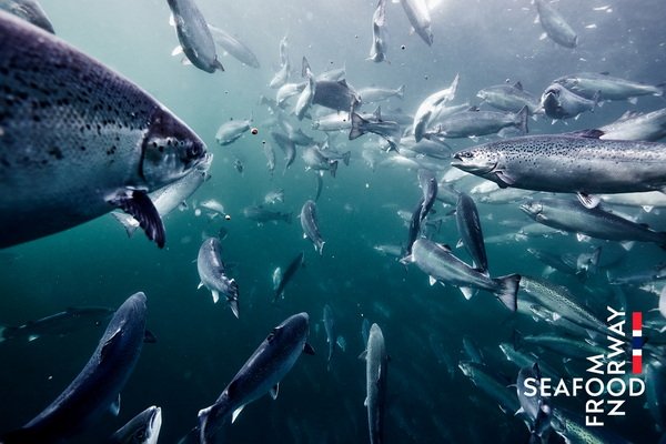 Seafood from Norway